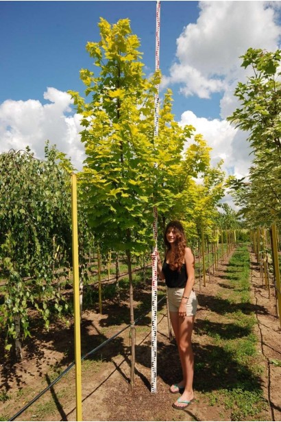 Клён остролистный Принцетон Голд - ком/вис.340-380см/Ø80-100см/ШТАМБ 150-180см/обхват 10-12см